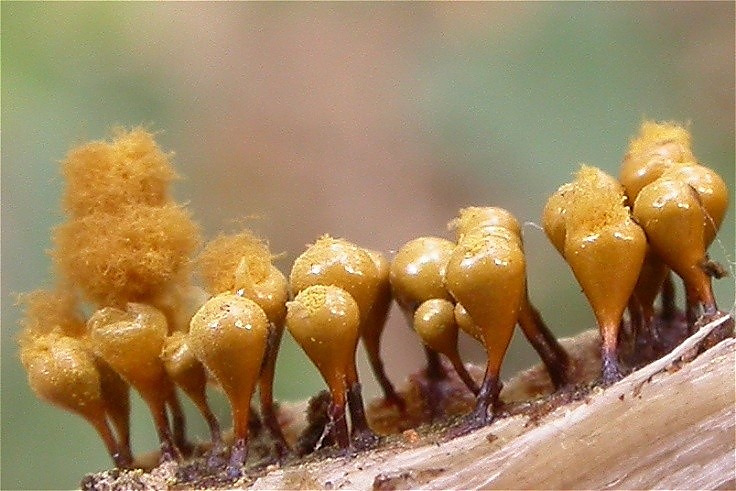 Hemitrichia clavata